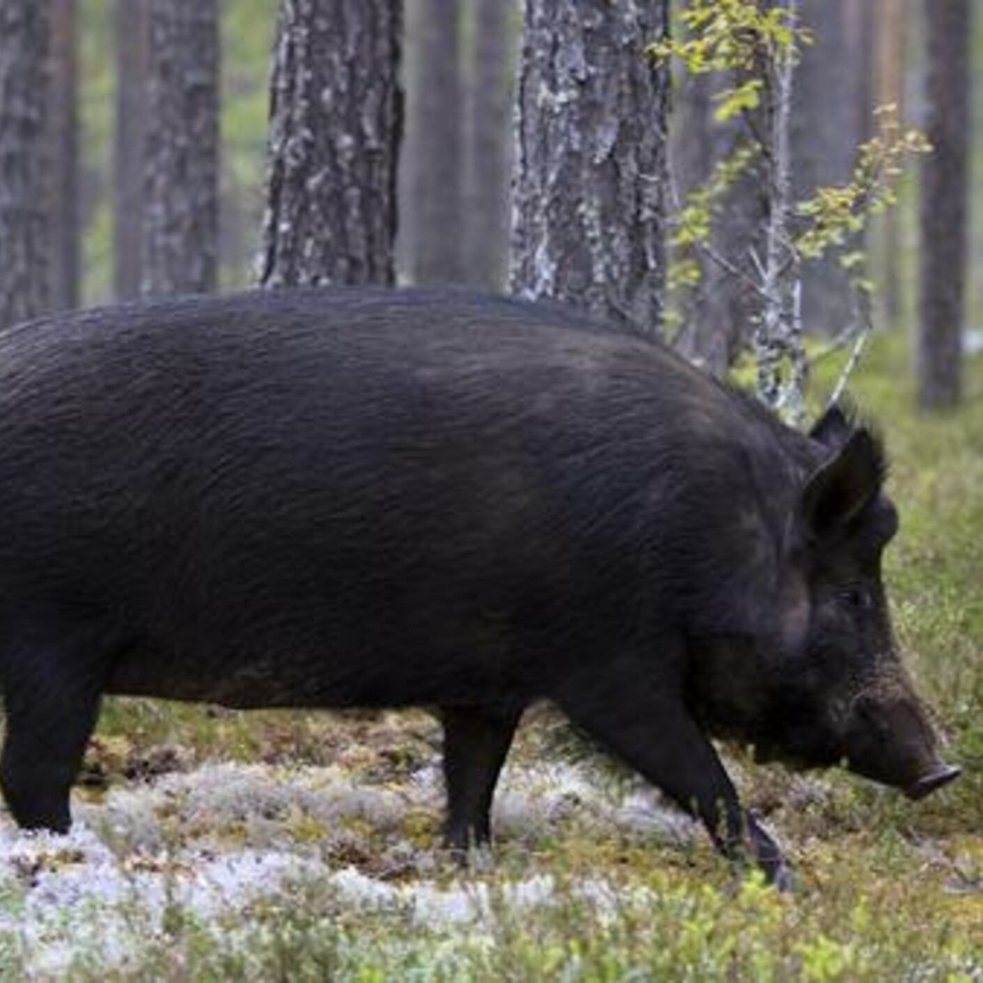 Uppsprättad mage och dragspår
