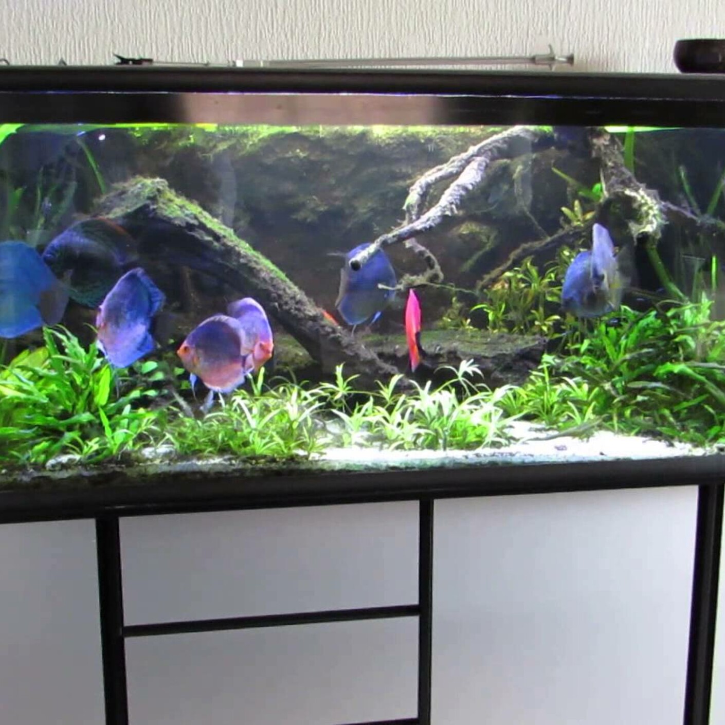 Akvariefiskar och brittsommar